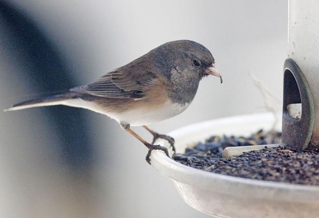Dry Bird seeds
